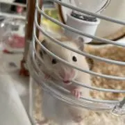 Mameの画像