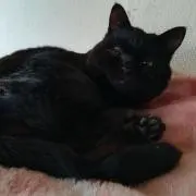 magari
