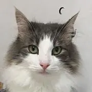 とんすけの画像