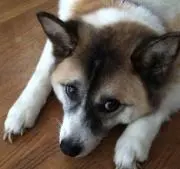 ももちゃんの画像