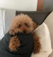 ブブゼラの画像