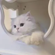 ちゃんちゃの画像