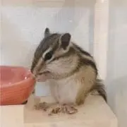 くるみの画像