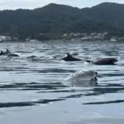 はぐれイルカの画像