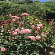bixの画像