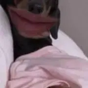 ¨̮⃝の画像