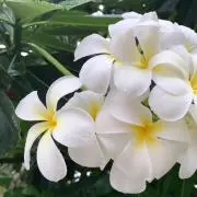 Aloha