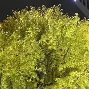 のめちゃ、