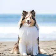 runaの画像