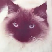 たもにゃんの画像
