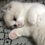 rの画像