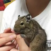 いーにゃん