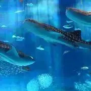 Y☆501 RHINO ビリヤード キュー+キューケースセット - メルカリ