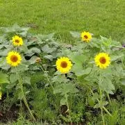 くみ
