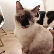レモン炭酸水の画像