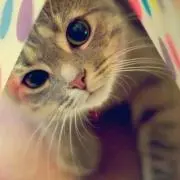 はるの画像