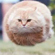 しずの画像