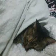 becciの画像