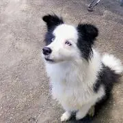 かまきり男爵