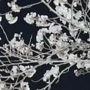 ぐくみんの画像