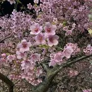 Kiwiの画像