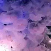 ゆの☆プロフ必読☆の画像