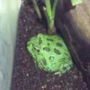 くりくりの画像
