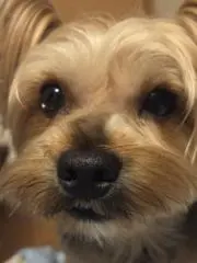 好き釣りの画像