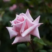 ましゃりんᥫᩣの画像