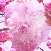 Kawaiimonodaisuki