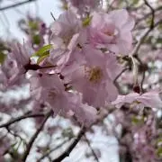 bonjour☆の画像