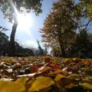 ネロリの画像