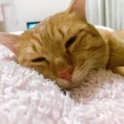 しおりんの画像