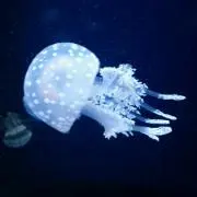 Mamiの画像