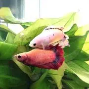 ぴょん