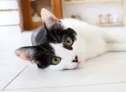 cat(ΦωΦ)❤の画像