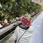 いちごの画像