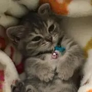 ショップまろんの画像