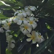 alohaの画像