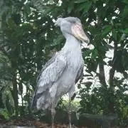 ぶたの画像