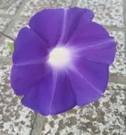 ひろの画像