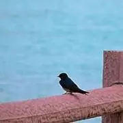 オズの画像