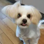 ponchanの画像