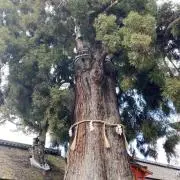 KANOAの画像