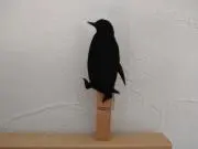 anleeの画像