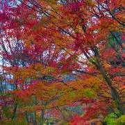 もももの画像