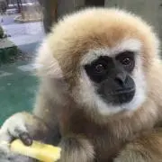 白マティーの画像