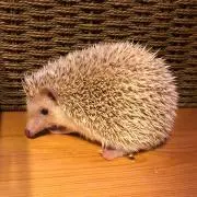 Yuriの画像