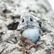 わたあめの画像