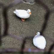 ふしゅの画像